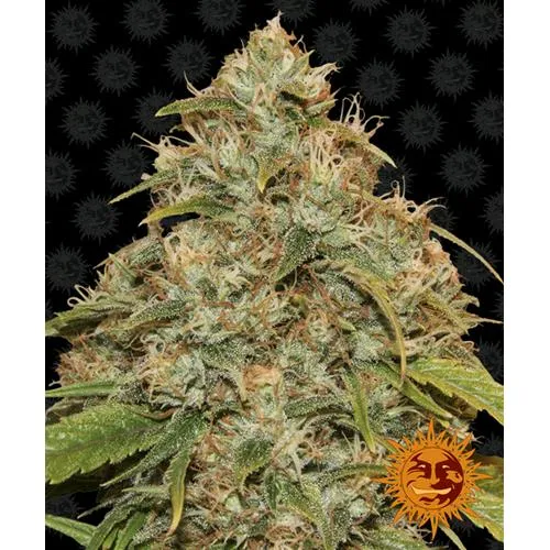 BARNEY'S FARM - CBD LEMON POTION AUTO - 3 SEMI