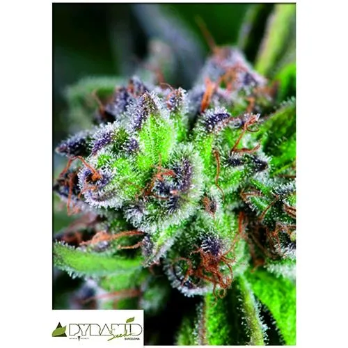 SEMI PIRAMIDALI - ANGURIA ZKITTLEZ - 5+2 GRATIS