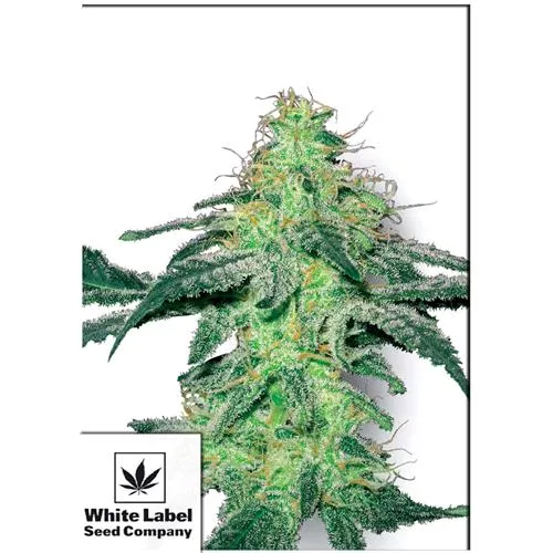 WHITE LABEL - WHITE SKUNK FEMMINIZZATA - 1 SEME
