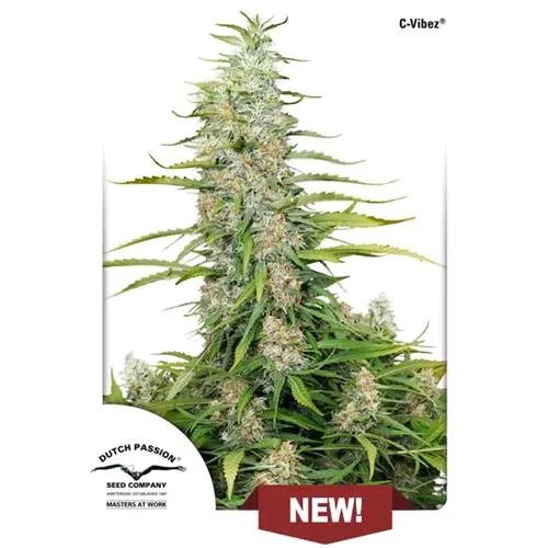 DUTCH PASSION - C-VIBEZ FEM - 100 SEMI