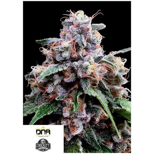 DNA GENETICS - LIMONE 18 FEM - 6 SEMI