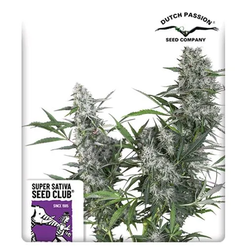 SUPER SATIVA SEED CLUB - CREEPER - REGOLARE - 12 SEMI