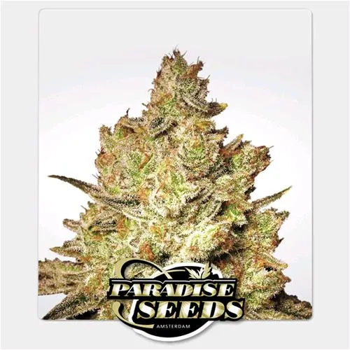 SEMI PARADISE - JACKY WHITE FEM - 3 SEMI
