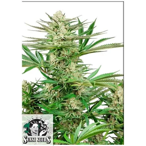 SEMI SENSI - MALIBU OG GOLD FEM - 3 SEMI