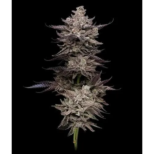 COMPOUND GENETICS - ANIMORPH MINTS FEM - 5 SEMI