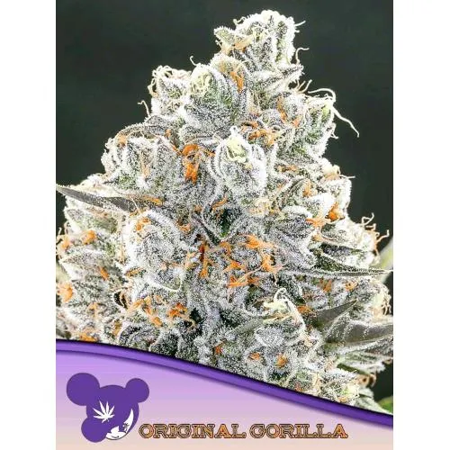 SEMI DI ANESIA - ORIGINAL GORILLA FEM - 3 SEMI