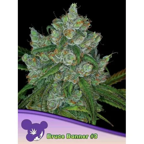 SEMI DI ANESIA - BRUCE BANNER #3 FEM - 3 SEMI