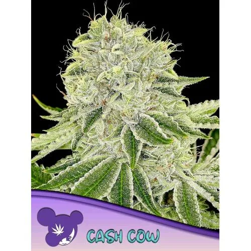 SEMI DI ANESIA - CASH COW FEM - 25 SEMI