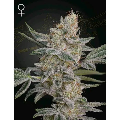 GREEN HOUSE - SUPER LEMON HAZE X RS11 - 10 SEMI