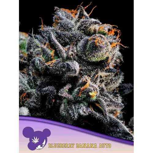 ANESIA SEEDS - AUTO BLUEBERRY BANANA - 3 SEMI