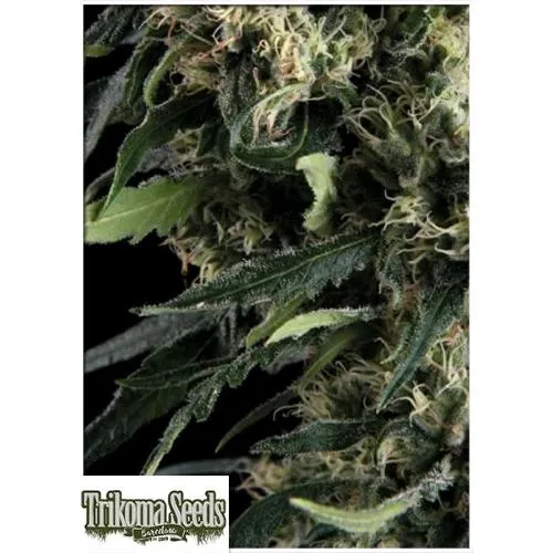 SEMI TRIKOMA - NORTHERN LIGHTS AUTO - 5 SEMI