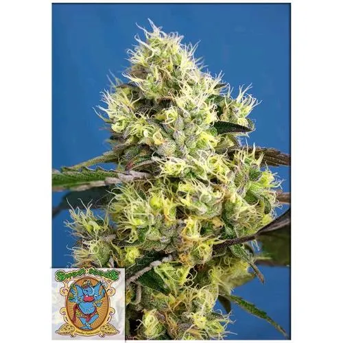 SWEET SEEDS - SWEET GELATO AUTO - SFUSA 25 SEMI