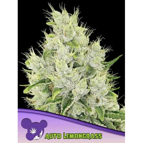 ANESIA SEEDS - AUTO LEMONGRASS - 10 SEMI