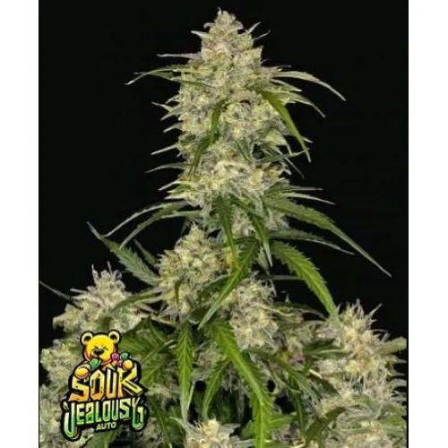 NOVITÀ - FAST BUDS - SOUR JEALOUSY AUTO - 2 SEMI