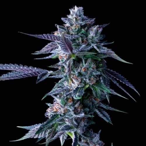 DNA GENETICS - CHOCOLOPE FEM - 5 SEMI