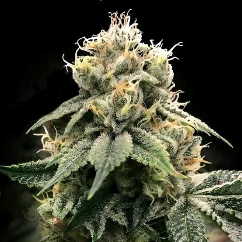 DNA GENETICS - CHOCOLATE TUFFLE SHUFFLE FEM - 5 SEMI