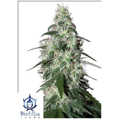SEMI DI BUDDHA - PULSAR FEMMINIZZATO - 5 SEMI