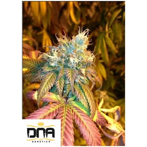 DNA GENETICA - SOUR SECRET FEM - 5 SEMI
