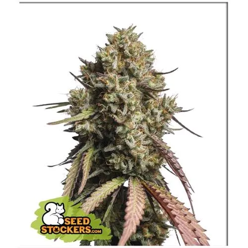 CALZATORE DI SEMI - GORILLA COOKIES AUTO - 3 SEMI