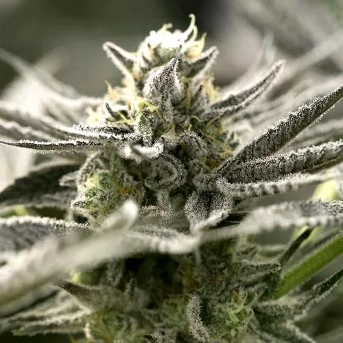 SEMI DI HUMBOLDT - OGKZ AUTO - 3 SEMI