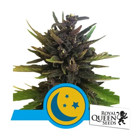 ROYAL QUEEN SEEDS - PURPLEMATIC CBD - 100 SEMI SFUSI