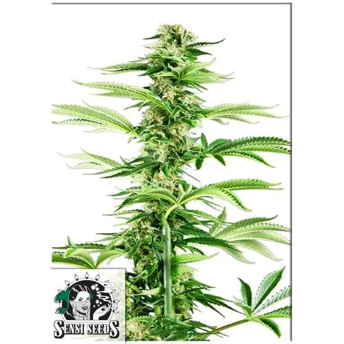 SENSI SEEDS - HONEY MELON HAZE FEM - 5 SEMI