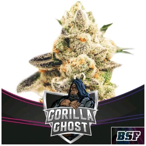 BSF - GORILLA GHOST FEM - 4 SEMI