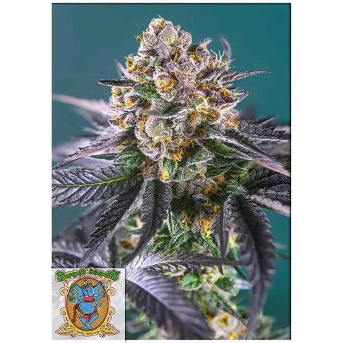 SWEET SEEDS - RED STRAWBERRY BANANA AUTO - BULK 500 SEMI