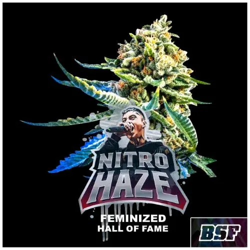 BSF - NITRO HAZE FEM - 4 SEMI