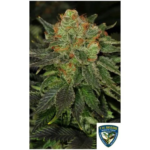 TH SEEDS - BUBBLEGUM FEM - 2 SEMI - Confezione speciale limitata 710