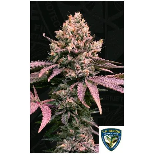 TH SEEDS - LONDON MINT CAKE FEM - 2 SEMI