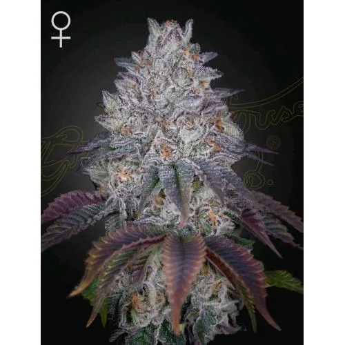 GREEN HOUSE - KING'S TART FEM - 3 SEMI