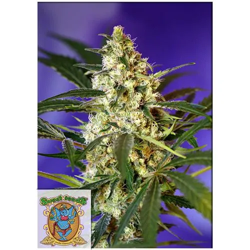 SWEET SEEDS - FAST BUD #2 AUTO - 100 SEMI SFUSI