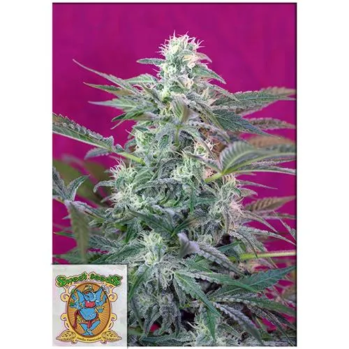 SWEET SEEDS - BIG FOOT FEM - BULK 500 SEMI