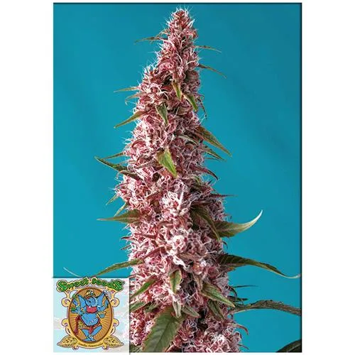 SEMI DOLCI - RED PURE AUTO CBD - 100 SEMI SFUSI