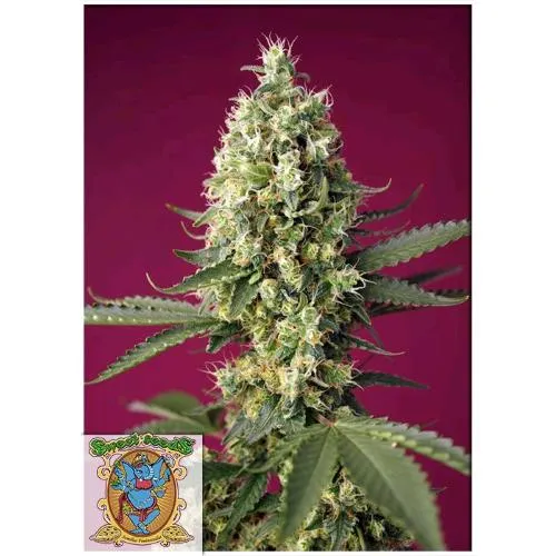 SWEET SEEDS - SKYWALKER OG RUNTZ XL AUTO - 100 SEMI SFUSI
