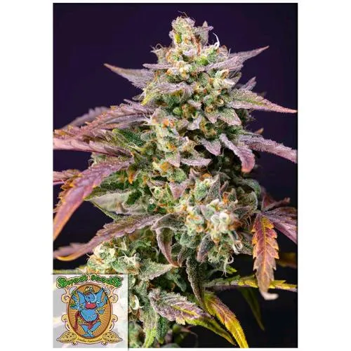 SWEET SEEDS - PURPLE PUNCH OG XL AUTO - 500 SEMI SFUSI