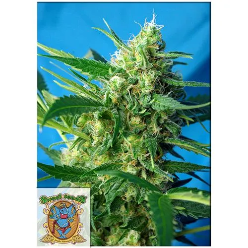 SEMI DOLCI - NYC DIESEL AUTO - 500 SEMI SFUSI