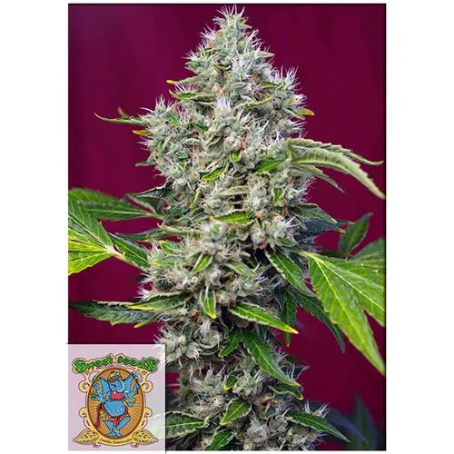SWEET SEEDS - SAN FERNANDO LEMON KUSH FEM - 500 SEMI SFUSI