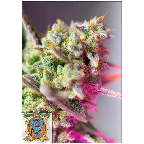 SEMI DOLCI - SWEET MIMOSA XL AUTO - 500 SEMI SFUSI