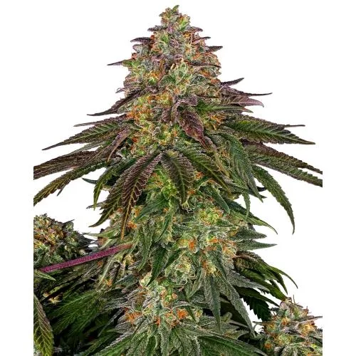 SENSI SEEDS - SWEET CHERRY KUSH FEM - 5 SEMI