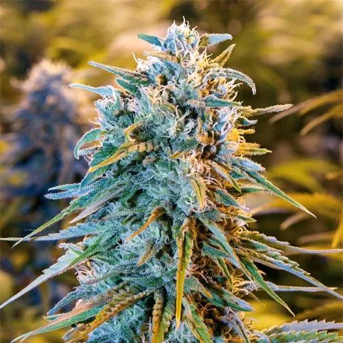 HUMBOLDT SEEDS - BLUE DREAM FEM - 5 SEMI