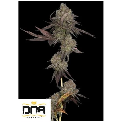 DNA GENETICS - DNA CAKE AUTO - 10 SEMI