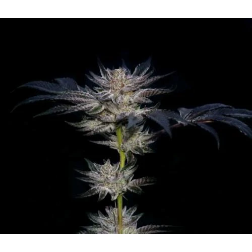 COMPOUND GENETICS - SLIPSTREAM FEM - 5 SEMI