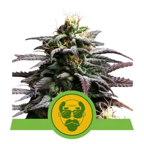 NOVITÀ - ROYAL QUEEN SEEDS - TRAINWRECK AUTO - 10 SEMI