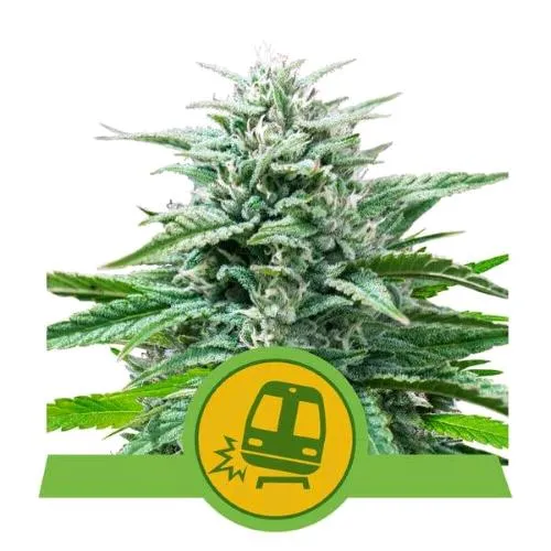 NOVITÀ - ROYAL QUEEN SEEDS - TRAINWRECK AUTO - 1 SEME