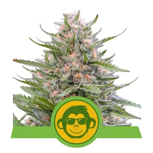 NOVITÀ - ROYAL QUEEN SEEDS - GRAPE APE AUTO - 5 SEMI