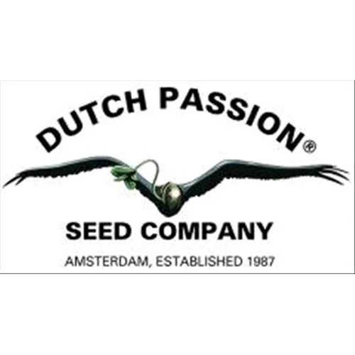 DUTCH PASSION - DURBAN POISON FEM - 100 SEMI