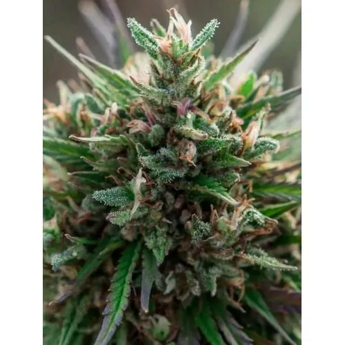 ENECTA - ENECTALIANA (SEMI DI CBD) FEM - 1500 SEMI CON CERTIFICATO