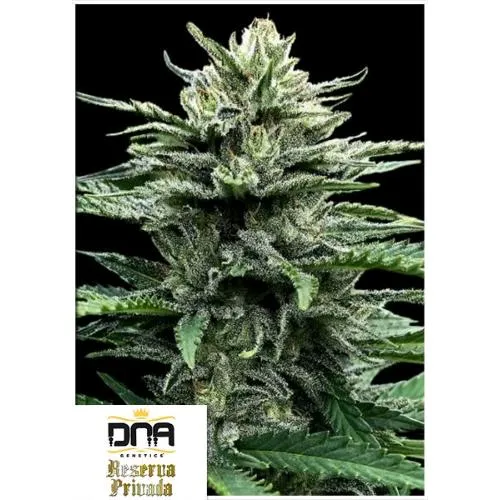 DNA GENETICS - STRAWBERRY BANANA AUTO - 10 SEMI